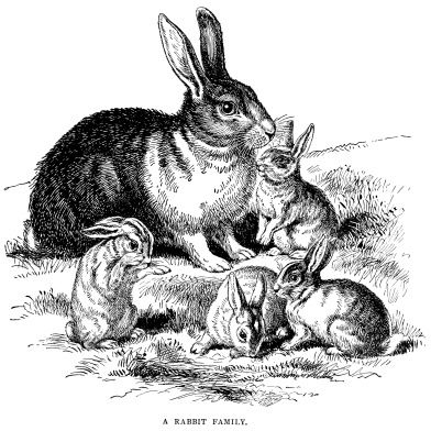 bunny clipart family