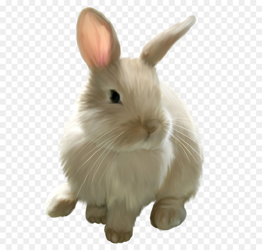 bunny clipart mini lop