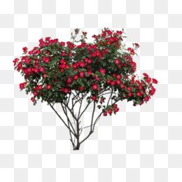 Bushes clipart azalea. Shrubs png vectors psd
