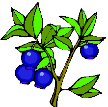 Blueberry clipart one blueberry. Bush panda free images