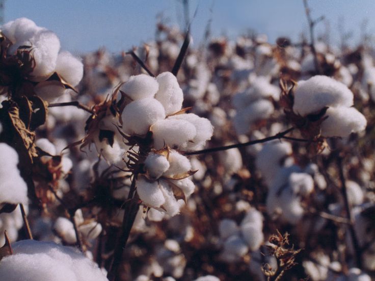 bush clipart cotton