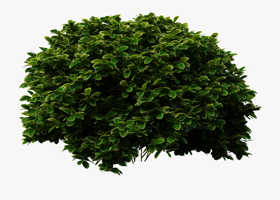 bushes clipart evergreen