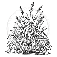 bush clipart flax