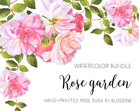 Bush clipart floral. Roses watercolor flower 