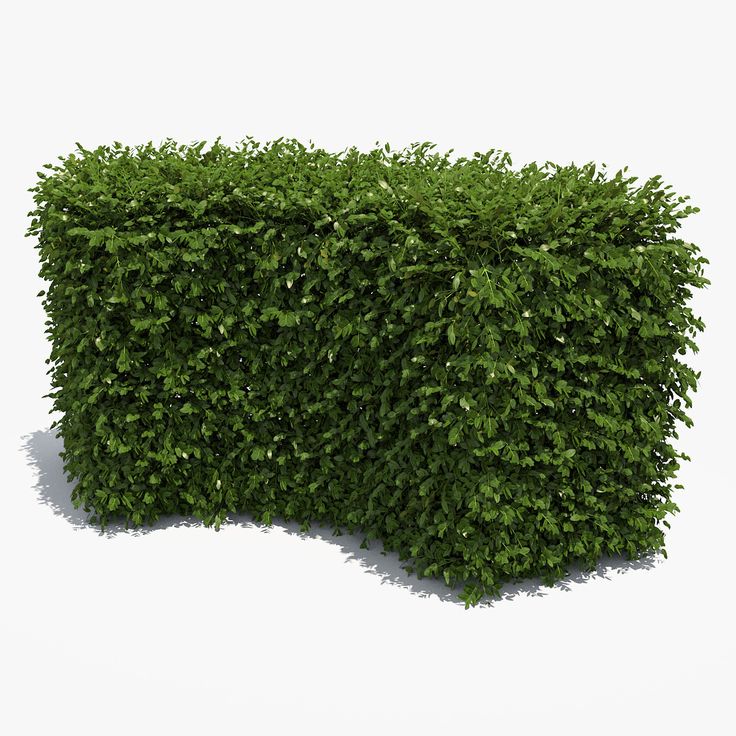 bushes clipart hedges