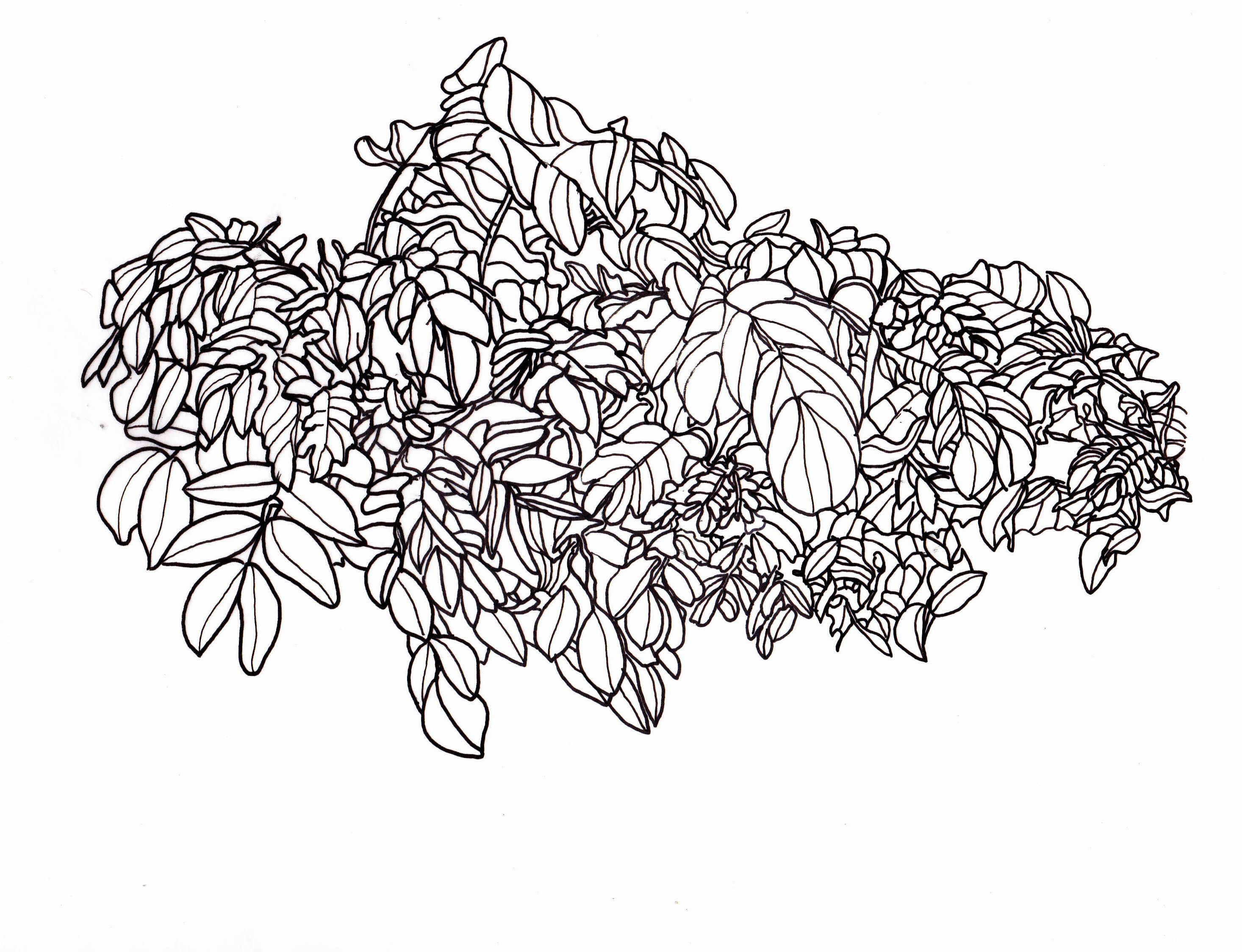 bushes clipart line drawing