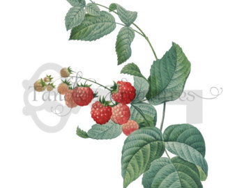 bush clipart raspberry
