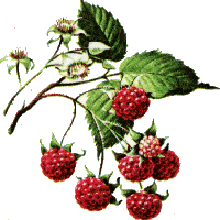 bush clipart raspberry