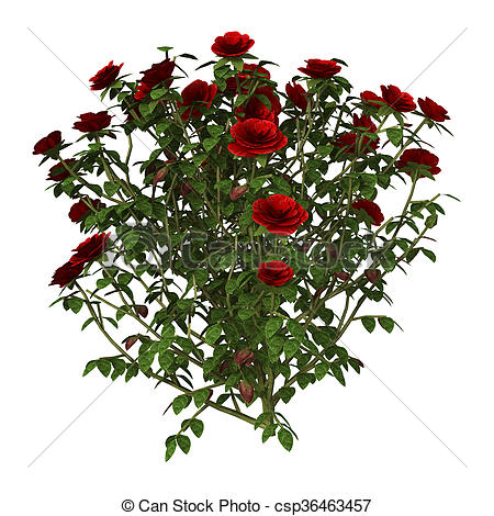 Drawing at getdrawings com. Bush clipart rose bush