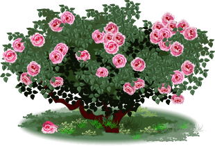 bush clipart rose bush