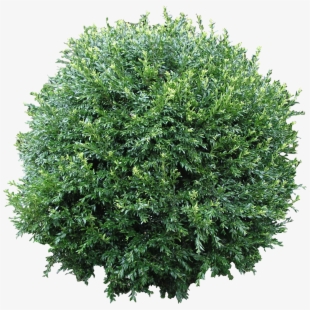 bush clipart shrub