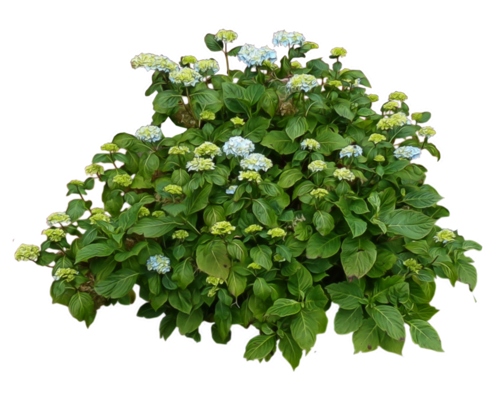 Flower plants png. Bushes images free download