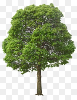 bush clipart tree top