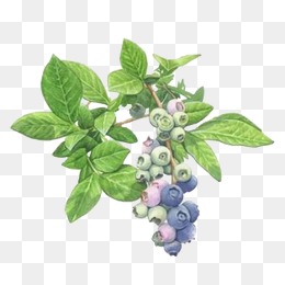 berry clipart berry bush