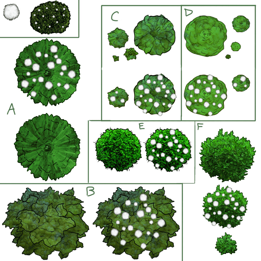 bushes clipart cotton