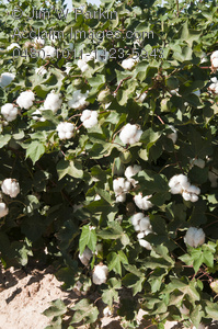 bushes clipart cotton