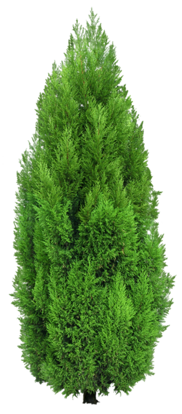 bushes clipart evergreen