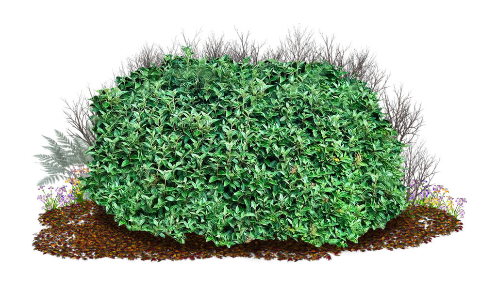 ground clipart groundcover
