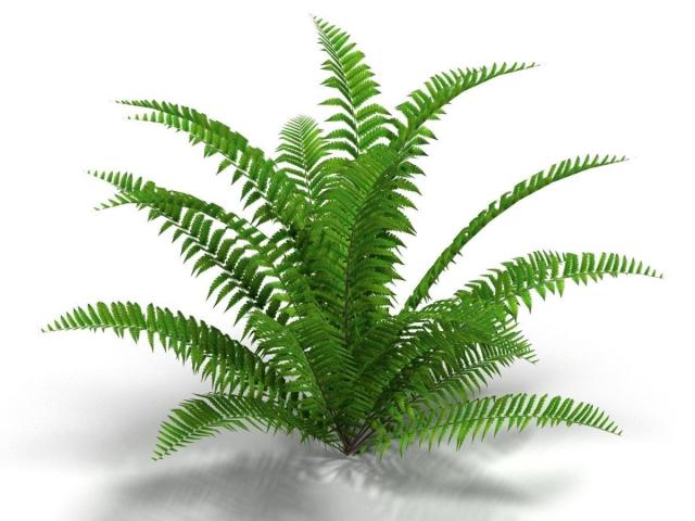 Bushes Clipart Fern Bushes Fern Transparent Free For Download On Webstockreview 21