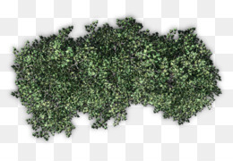Bushes clipart hedges. Box hedge shrub tree