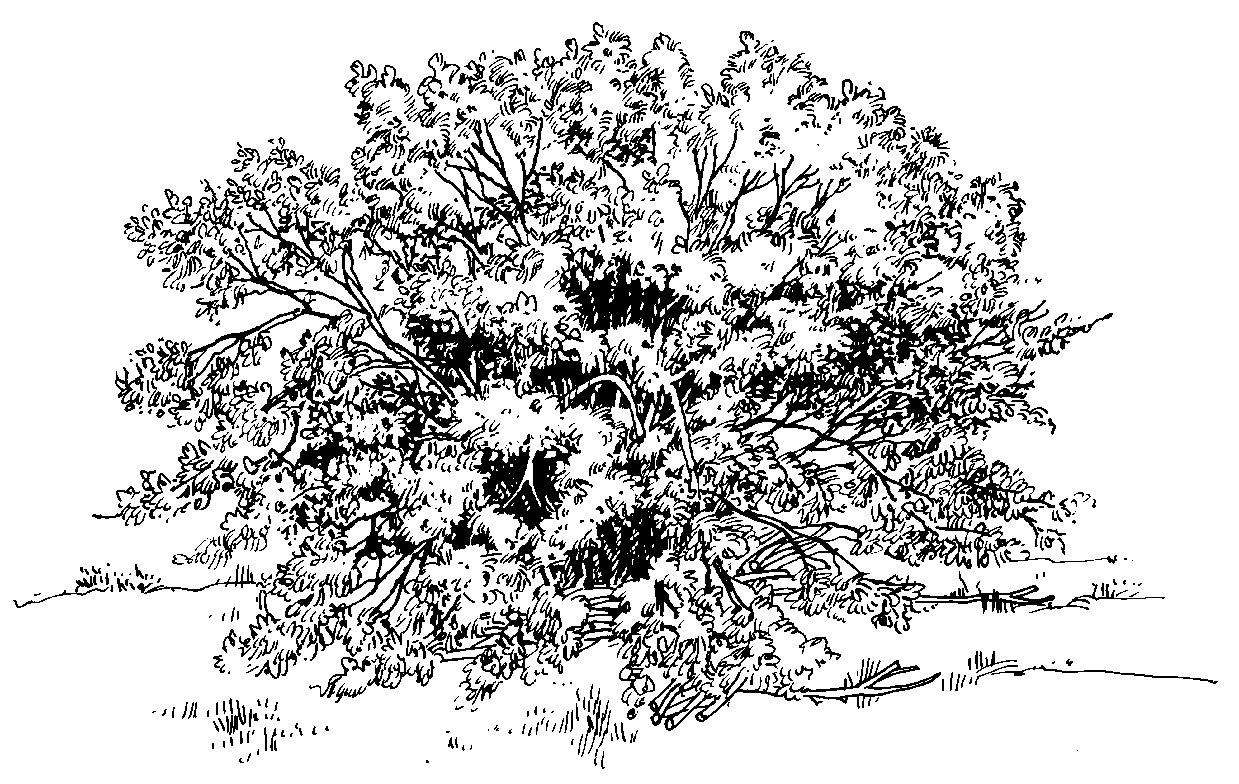 bushes clipart line drawing