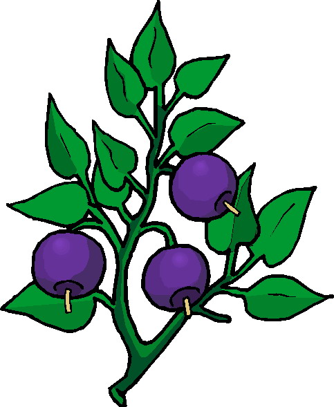 bushes clipart plant
