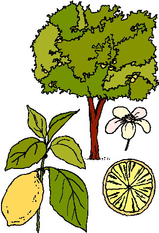 bushes clipart plant