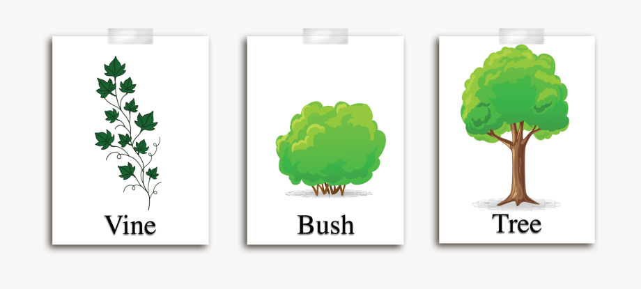Shrub mature types of. Bushes clipart plant
