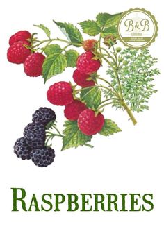 bushes clipart raspberry