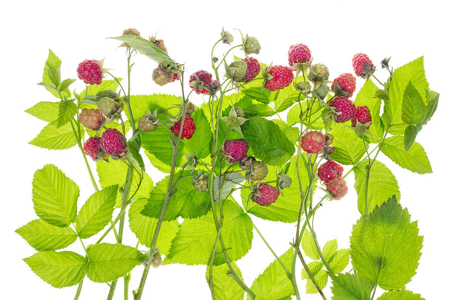 bushes clipart raspberry