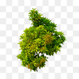 bushes clipart tree