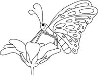 Butter clipart outline. Search results for clip