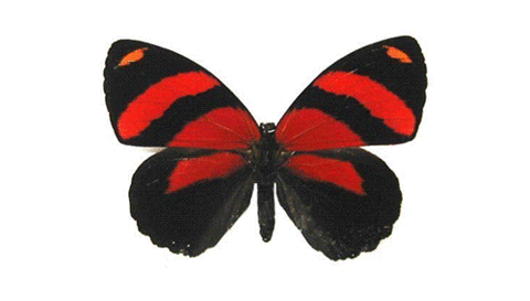 Butterfly clipart animation. Gif find share on