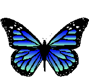  butterflies animated images. Butterfly clipart animation
