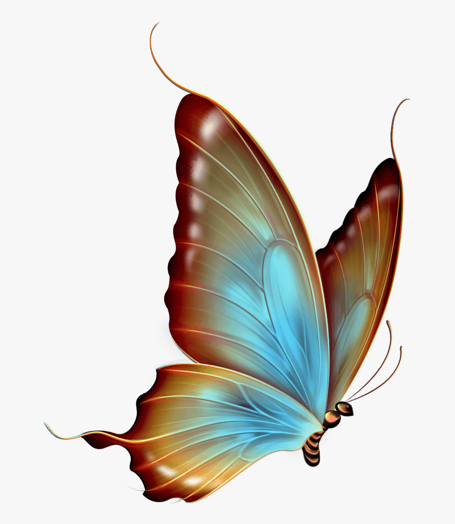 Swimming . Butterfly clipart transparent background