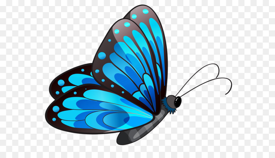 butterflies clipart dark blue