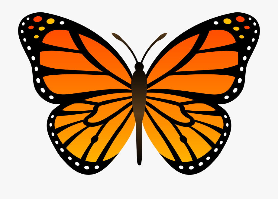 Free Free 335 Butterfly Drawing Svg SVG PNG EPS DXF File