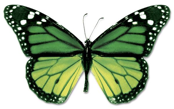 butterflies clipart light green