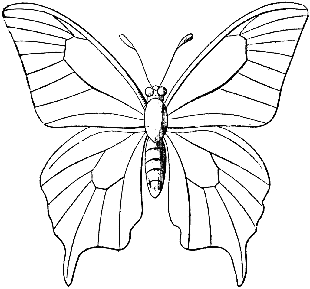 Butterfly clipart line drawing. Easily outline image of