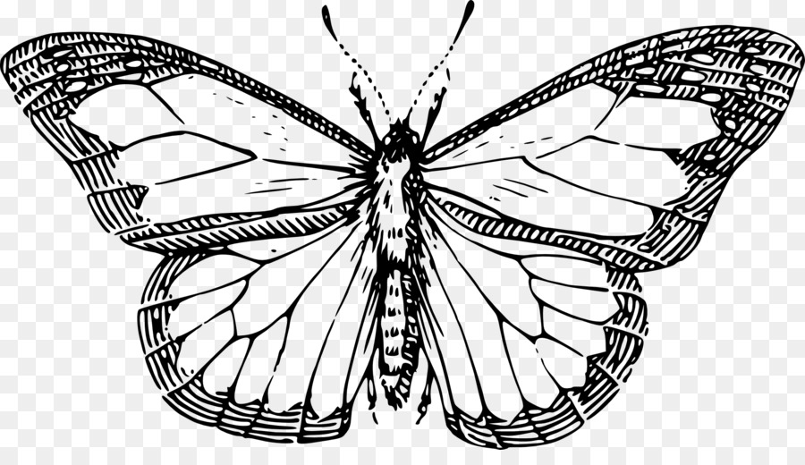 butterflies clipart line drawing