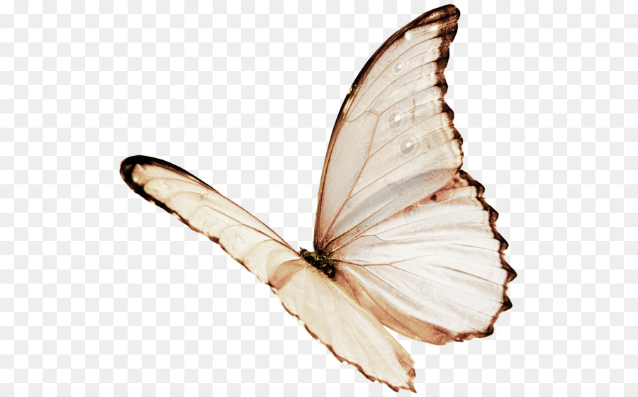 butterflies clipart plain