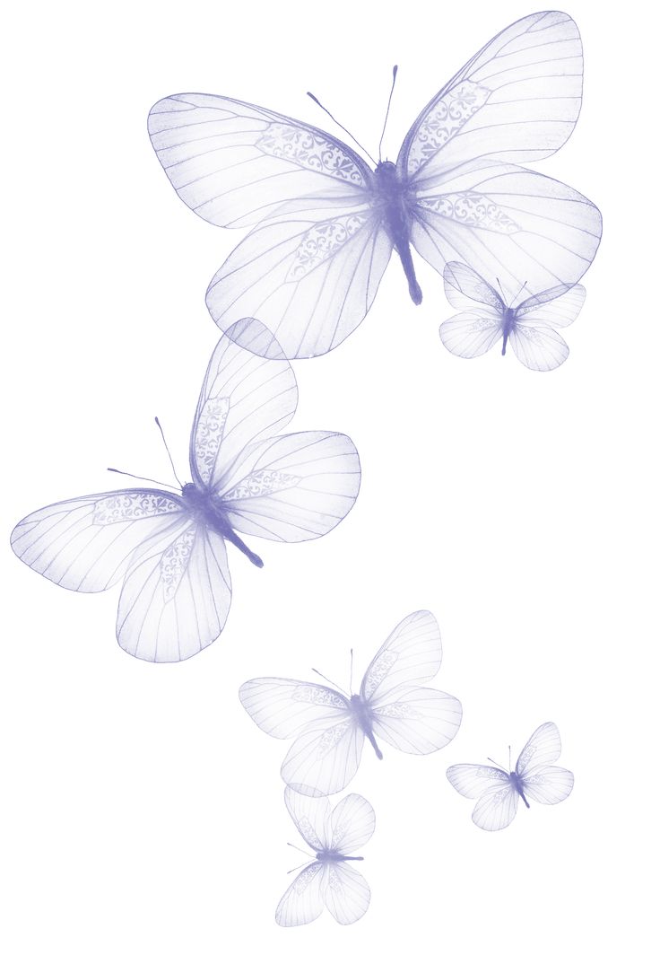  best butterfly s. Butterflies clipart translucent