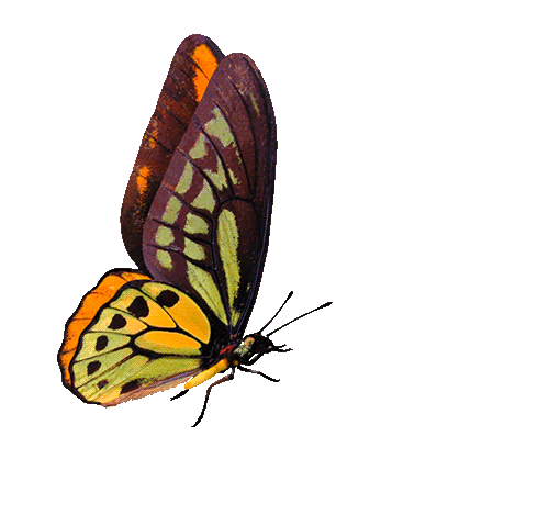Gif images download . Butterfly clipart animation