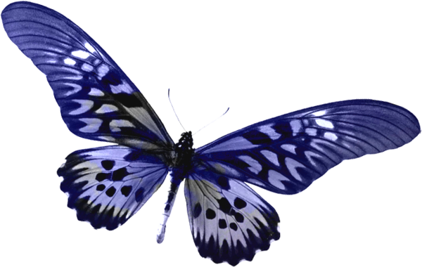 butterfly clipart clear background