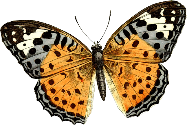 Butterfly png images. Image free picture download
