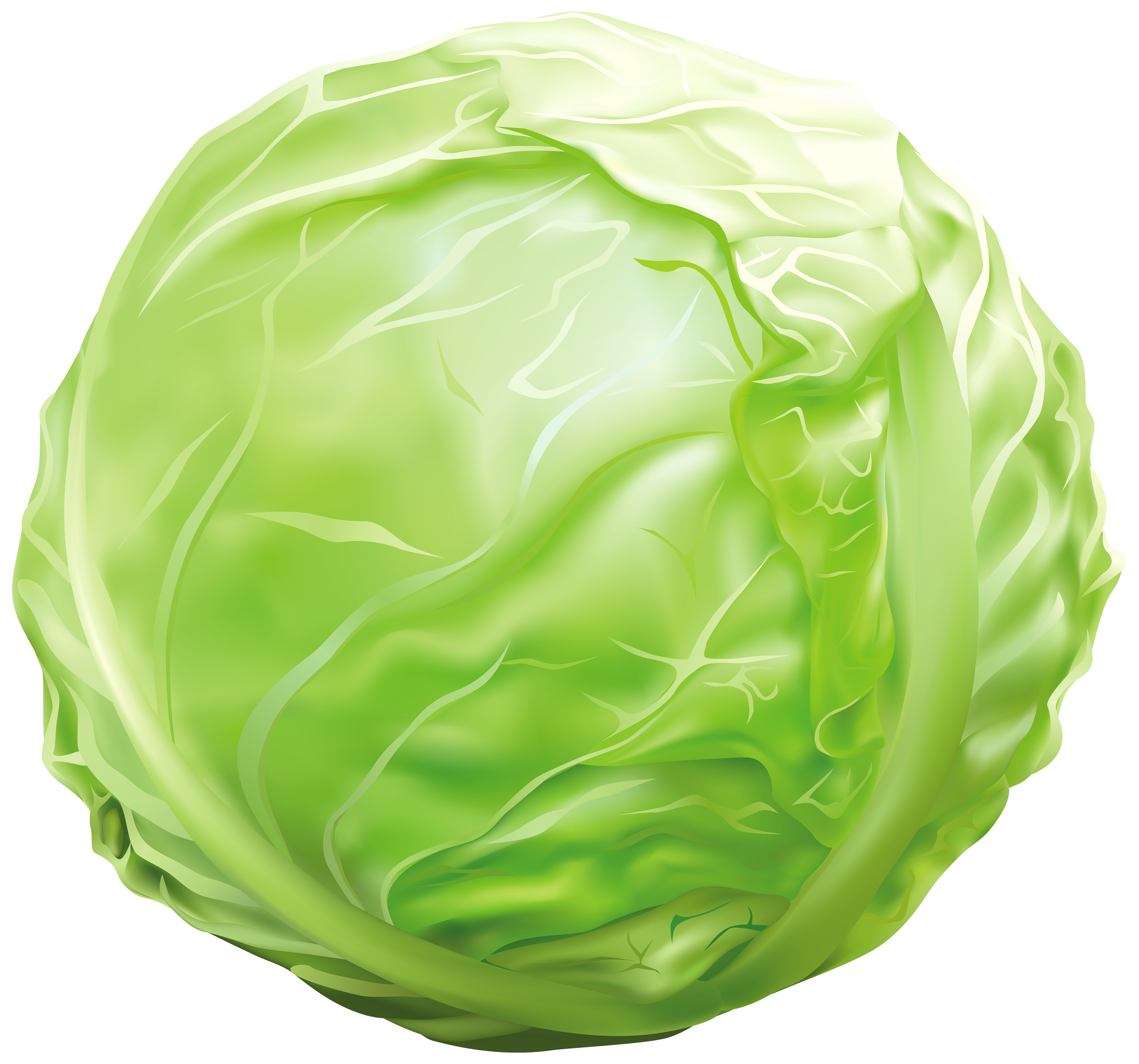 Cabbage png image gallery. Lettuce clipart happy