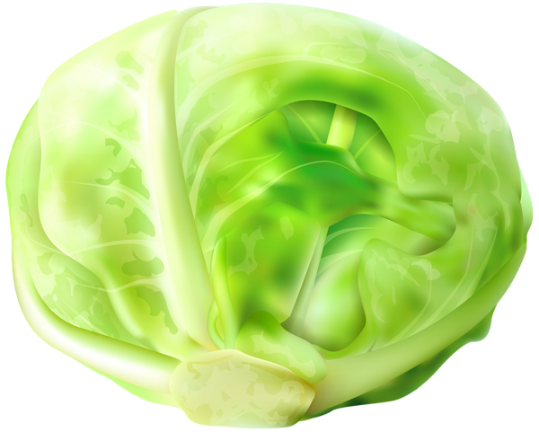 cabbage clipart