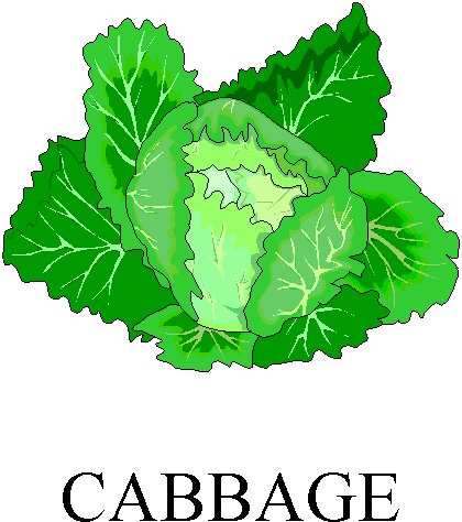cabbage clipart animated