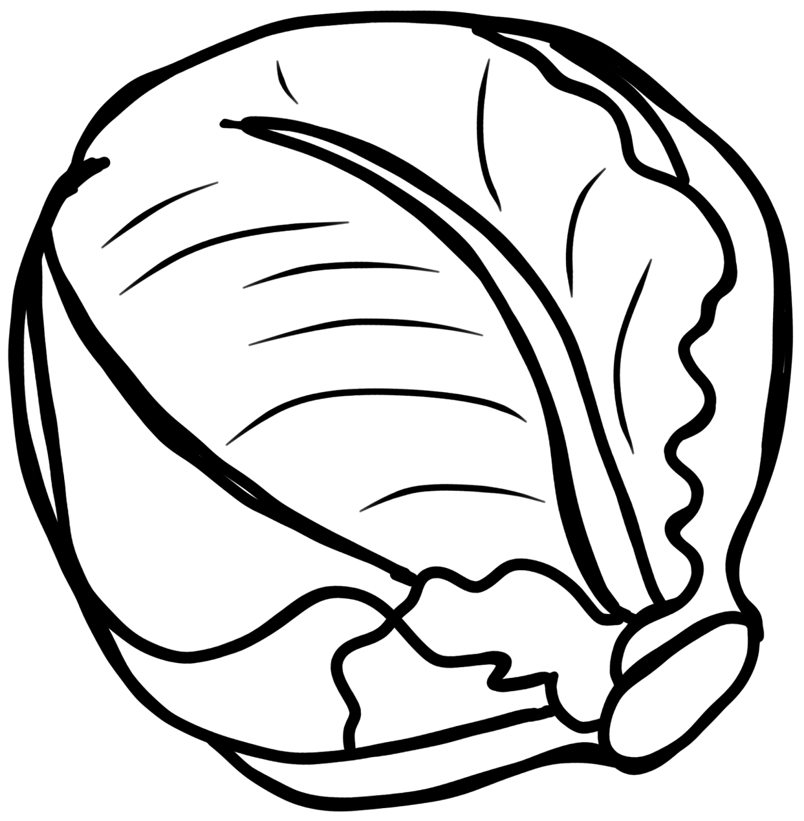 Lettuce clipart outline. Cabbage black and white