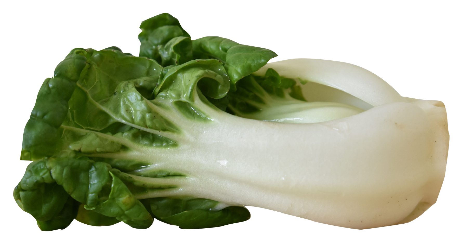 clipart vegetables bok choy